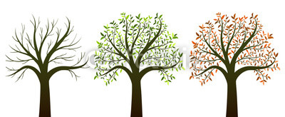 Four seasons trees on white background vector