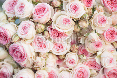 Bright pink roses background