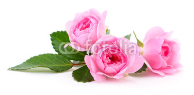 Beautiful pink roses.