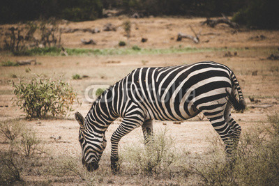 Zebra grazing alone in the Tsavo East National Park
