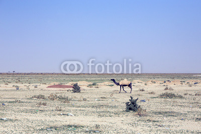 camel