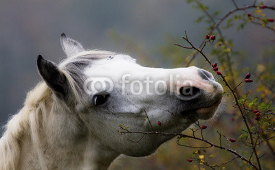 cavallo