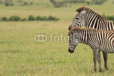Two  Zebras in Kenya