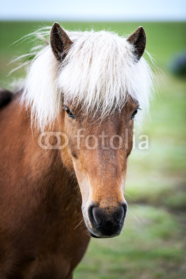 horse