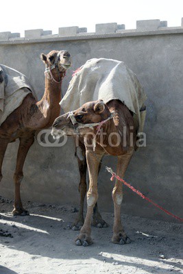 Camels in Afghanistan