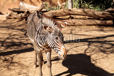 Grevy’s zebra, Equus grevyi