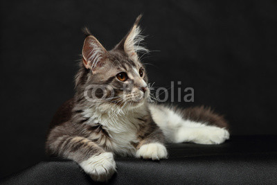 Kitten of Maine coon