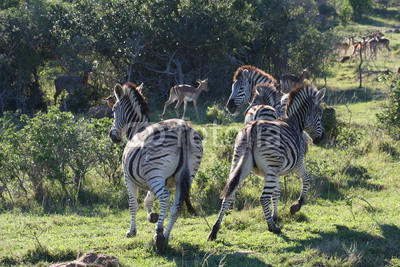 Zebras in African landscape
