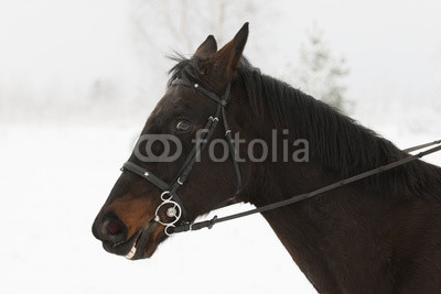 Portrait of brown horse head in winter 