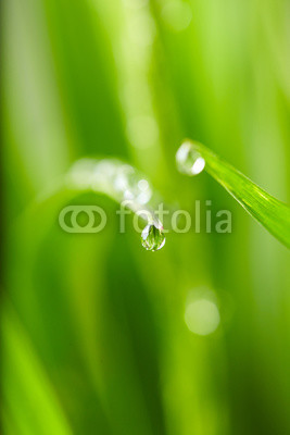 water drops on the green grass