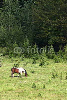 horse on pasture near forest