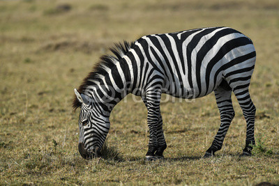 herd of zebra