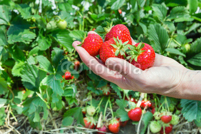 single hand holding ripe strawberries with plants in the backgro