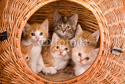 Six in a basket