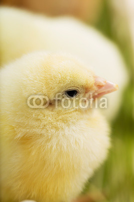 Close up photo of little chickens on the green grass