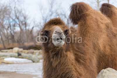 camel