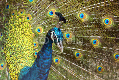 Peacock with Feathers Out
