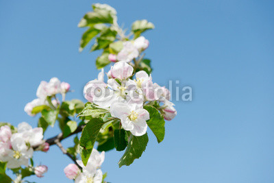 apple blossom in orchard