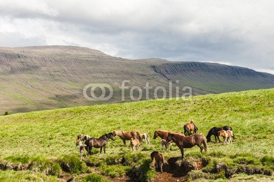 Icelandic horses