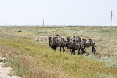 Camels in Kazakhstan steppe 