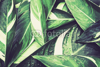 Wet Fresh tropical Green leaves background , vintage color tone