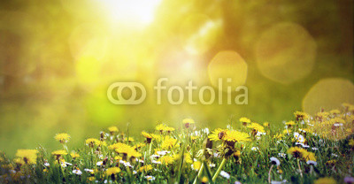 Frühlingswiese mit Löwenzahn und einer Biene im Sonnenschein