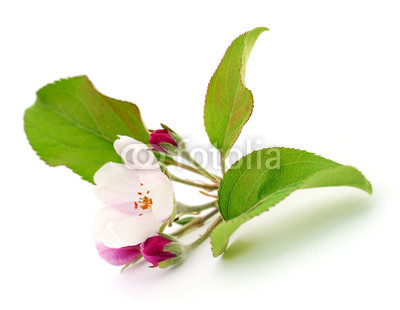 Apple flowers with leaves.