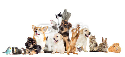 set pet looks