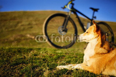 sitting dog and mountain bicycle with field and blue sky background