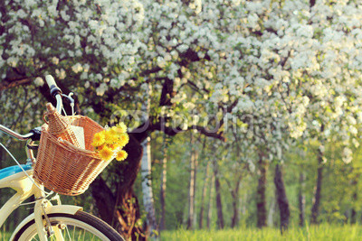 bicycle picnic outdoors/wicker basket with a bouquet of dandelions and retro bottle on the background of the spring landscape