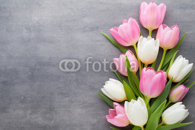 Tulip on the gray background. Spring greeting card.