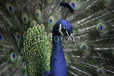 peacock, bird