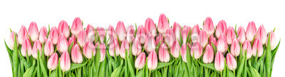 Fresh spring tulip flowers banner Floral border Bouquet
