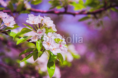 Flowers of apple. Bright spring background.