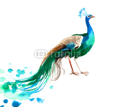 Watercolor sketch of a peacock