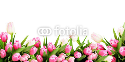 Pink tulip flowers border