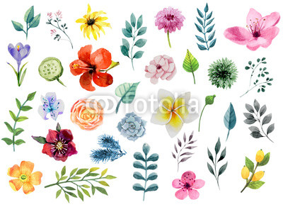 Watercolor floral elements set