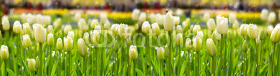 White tulips background.