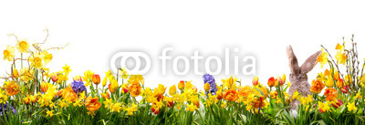 Ostern - Panorama - Wiese mit Blumen und Osterhase