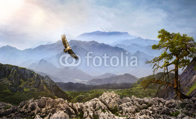 Geier am Himmel im Hochgebirge bei Nebel