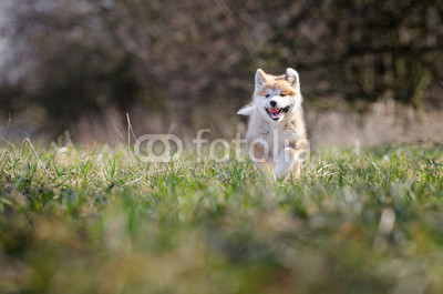 Puppy of akita in spring time 