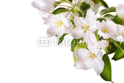 Apple blossom brunch_6
