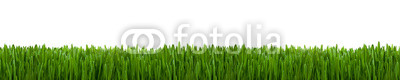 Gras Textur als Hintergrund Panorama