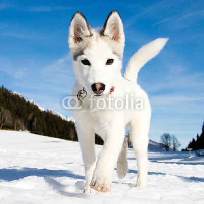 young husky