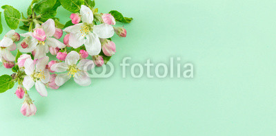 Apple fruit blossom flower with leaves