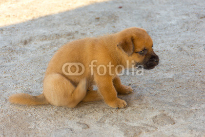 Cute golden puppy lightly scratching sat on concrete floor.
