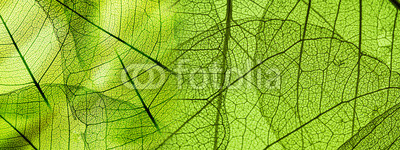 green foliage texture