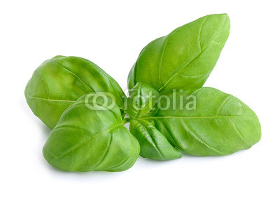 Basil leaves isolated .