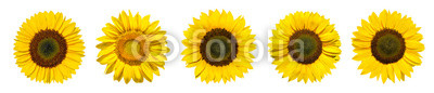 Sonnenblumen als Panorama Hintergrund