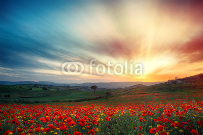 Campo di papaveri al tramonto 